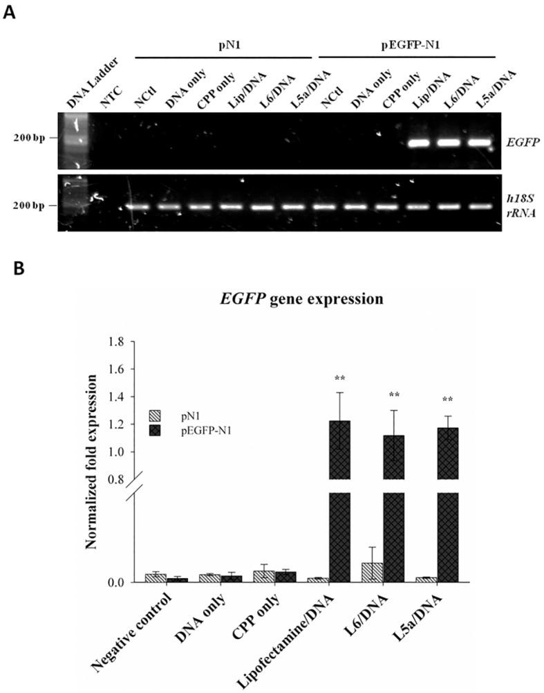 https://cdn.ncbi.nlm.nih.gov/pmc/blobs/8fd7/4778846/c744c0cff25a/pone.0150439.g004.jpg