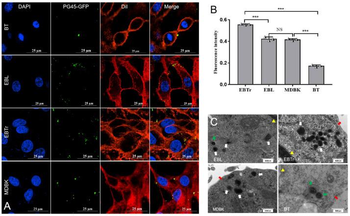 https://cdn.ncbi.nlm.nih.gov/pmc/blobs/8fd9/11597682/4ba5a2add177/pathogens-13-01003-g004.jpg