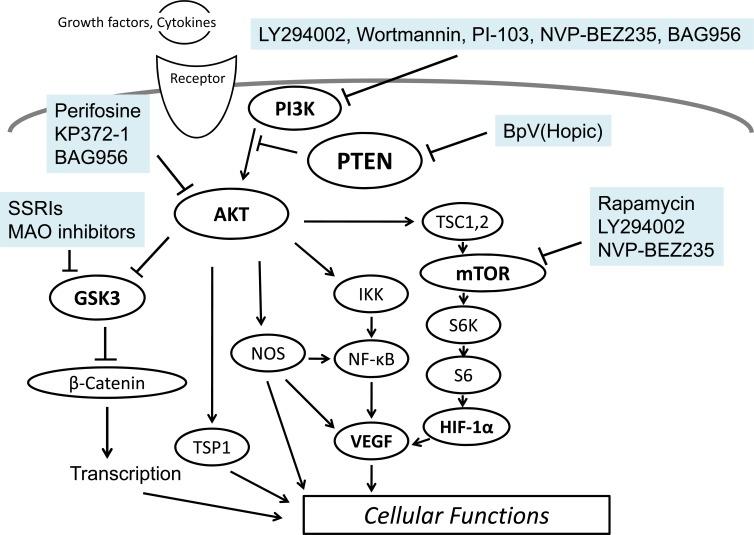 https://cdn.ncbi.nlm.nih.gov/pmc/blobs/8fdd/3821079/497909c82113/TOMCJ-7-23_F3.jpg