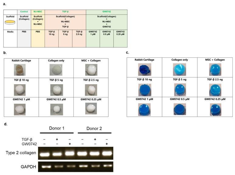 https://cdn.ncbi.nlm.nih.gov/pmc/blobs/8fde/9564068/08e5113a404d/cells-11-02934-g002.jpg