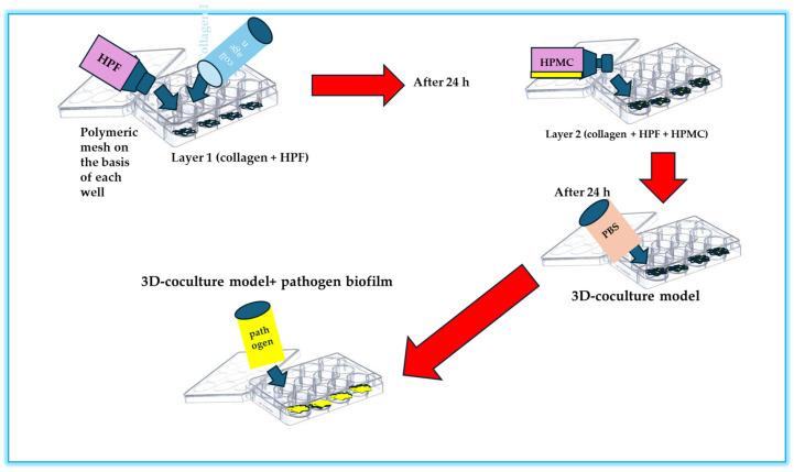 https://cdn.ncbi.nlm.nih.gov/pmc/blobs/8fe0/12114119/b1b0ab99ef29/microorganisms-13-01062-g005.jpg