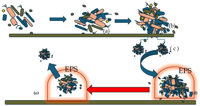 https://cdn.ncbi.nlm.nih.gov/pmc/blobs/8fe0/12114119/d6a01c3ab412/microorganisms-13-01062-g001.jpg