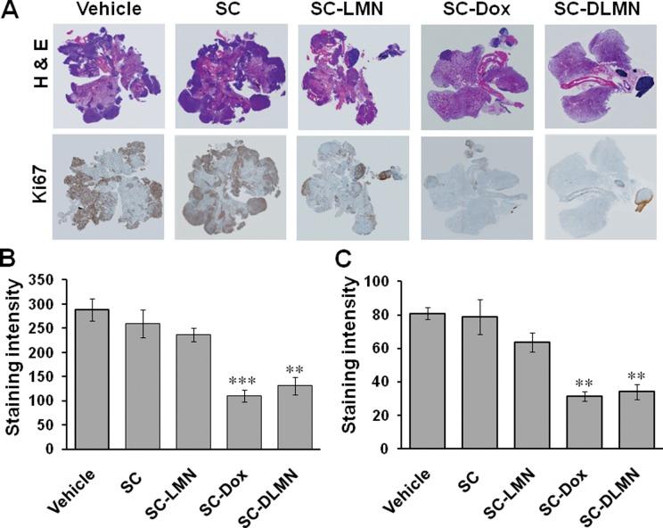 https://cdn.ncbi.nlm.nih.gov/pmc/blobs/8fe0/5753976/8c565d7821cd/10.1177_0963689717721223-fig3.jpg