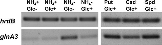 https://cdn.ncbi.nlm.nih.gov/pmc/blobs/8fe1/5403932/1c4171a9b3da/fmicb-08-00726-g004.jpg