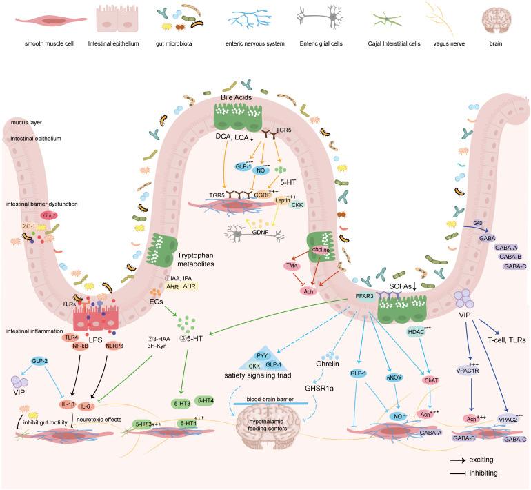 https://cdn.ncbi.nlm.nih.gov/pmc/blobs/8fe9/12375670/b48317030b19/fcimb-15-1603442-g003.jpg