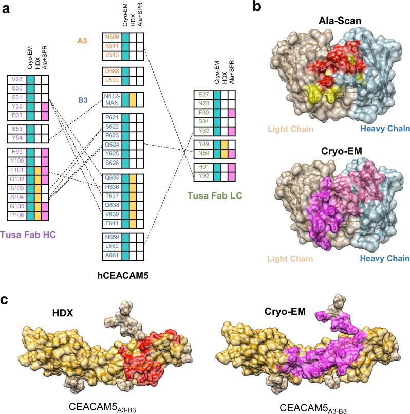 https://cdn.ncbi.nlm.nih.gov/pmc/blobs/8fee/11525548/43ba35217801/41467_2024_53746_Fig3_HTML.jpg