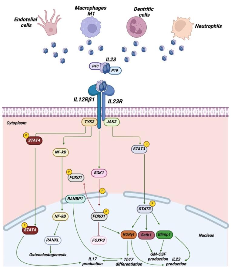 https://cdn.ncbi.nlm.nih.gov/pmc/blobs/8ff0/11718844/6e7f649188d7/cancers-17-00055-g002.jpg