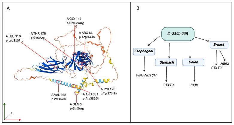 https://cdn.ncbi.nlm.nih.gov/pmc/blobs/8ff0/11718844/c591b0ee5a83/cancers-17-00055-g004.jpg