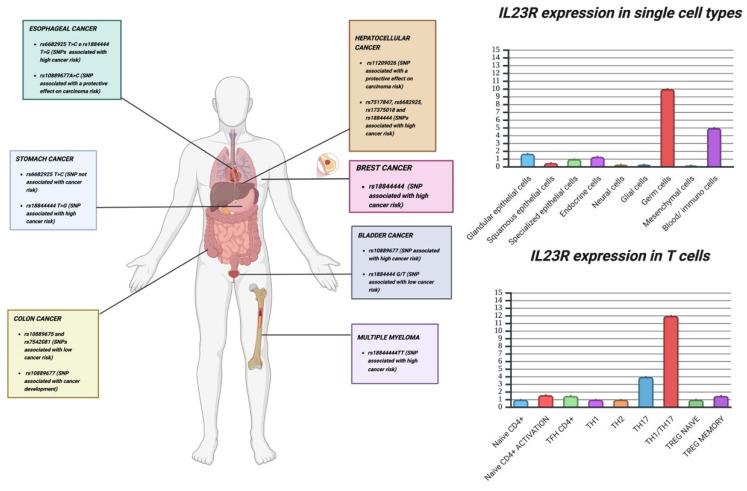 https://cdn.ncbi.nlm.nih.gov/pmc/blobs/8ff0/11718844/fcfcbc90c455/cancers-17-00055-g003.jpg