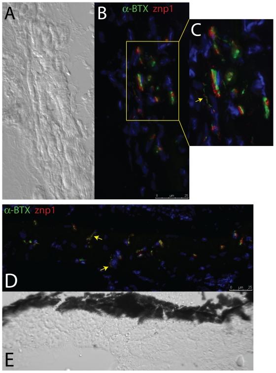 https://cdn.ncbi.nlm.nih.gov/pmc/blobs/8ff1/3223174/be85ab9a87f7/pone.0027095.g012.jpg