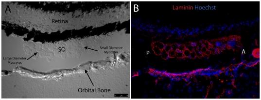 https://cdn.ncbi.nlm.nih.gov/pmc/blobs/8ff1/3223174/de257bf70f1c/pone.0027095.g006.jpg