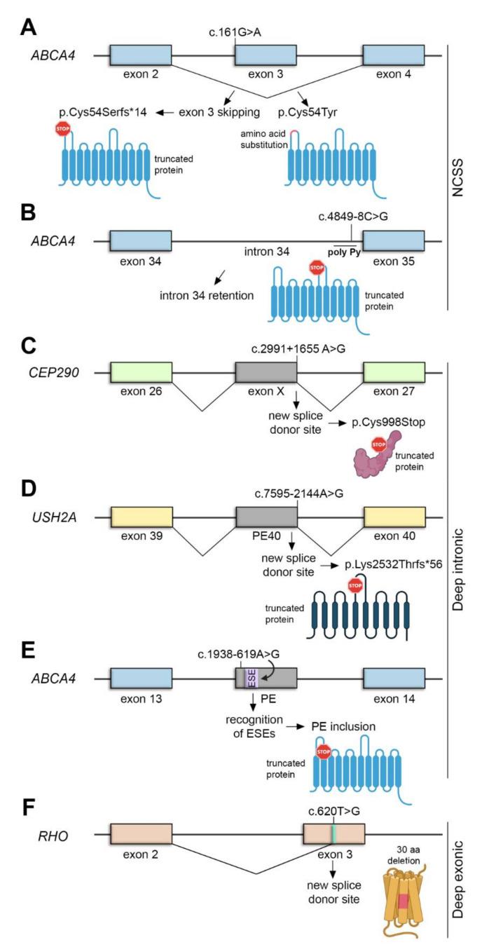 https://cdn.ncbi.nlm.nih.gov/pmc/blobs/8ff6/7917623/4fd5040e6d5e/ijms-22-01855-g004.jpg