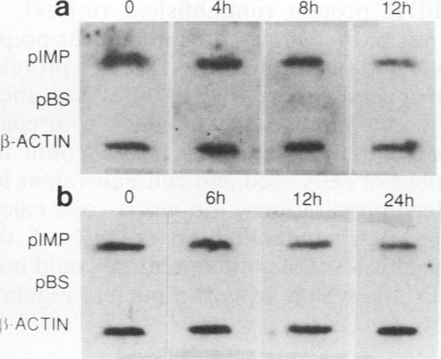 https://cdn.ncbi.nlm.nih.gov/pmc/blobs/8ff7/361678/75dda32da59d/molcellb00035-0045-a.jpg