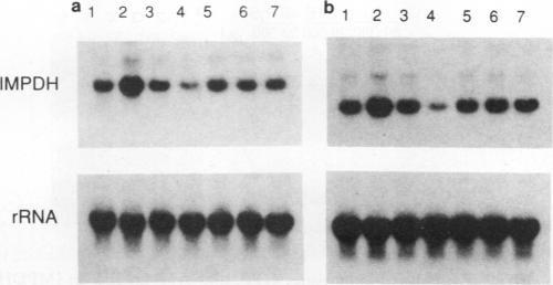 https://cdn.ncbi.nlm.nih.gov/pmc/blobs/8ff7/361678/e7dab5219b2e/molcellb00035-0043-b.jpg