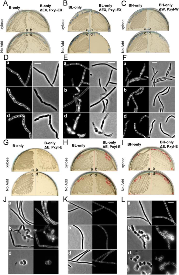 https://cdn.ncbi.nlm.nih.gov/pmc/blobs/8ff7/3817527/acf0f3772984/mmi0089-1084-f5.jpg