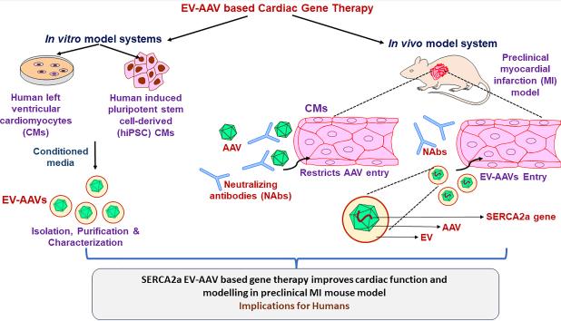 https://cdn.ncbi.nlm.nih.gov/pmc/blobs/8ffd/11648399/9bfbdda4002b/evcna-5-1-114.fig.1.jpg