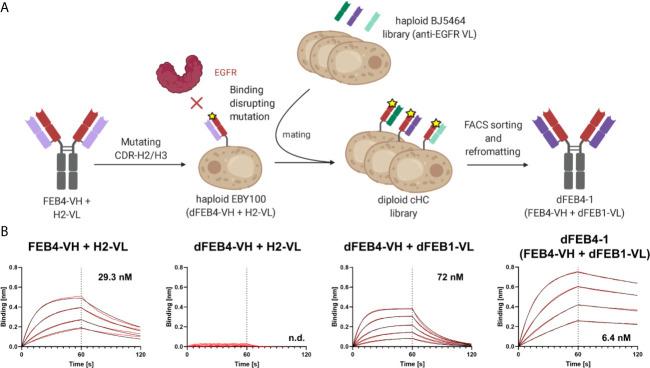 https://cdn.ncbi.nlm.nih.gov/pmc/blobs/8ffd/8141644/1f98518c4ed0/fimmu-12-669496-g002.jpg