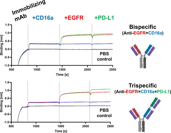 https://cdn.ncbi.nlm.nih.gov/pmc/blobs/8ffd/8141644/b433a2ea794e/fimmu-12-669496-g005.jpg