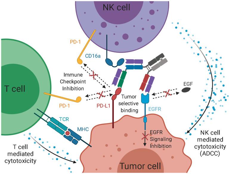 https://cdn.ncbi.nlm.nih.gov/pmc/blobs/8ffd/8141644/bb9df58afad0/fimmu-12-669496-g007.jpg