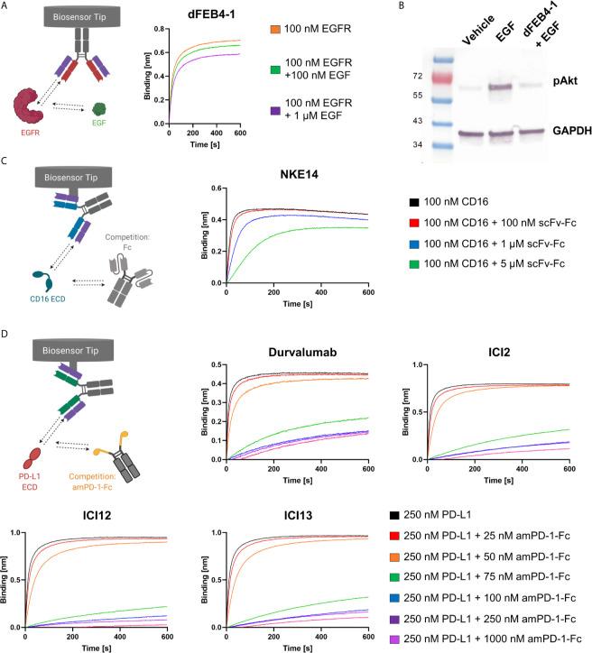 https://cdn.ncbi.nlm.nih.gov/pmc/blobs/8ffd/8141644/d114a61e2415/fimmu-12-669496-g003.jpg