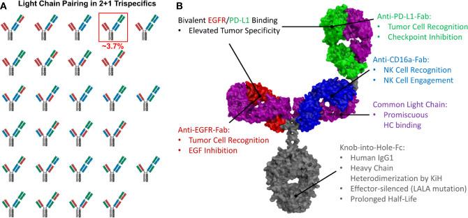 https://cdn.ncbi.nlm.nih.gov/pmc/blobs/8ffd/8141644/e2dcf3dd8efa/fimmu-12-669496-g001.jpg