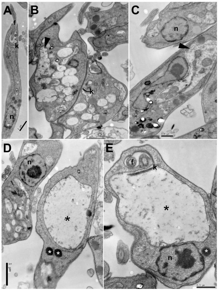 https://cdn.ncbi.nlm.nih.gov/pmc/blobs/8ffe/8948652/cfc116e47cde/pharmaceuticals-15-00331-g003.jpg