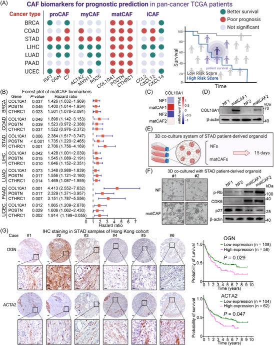 https://cdn.ncbi.nlm.nih.gov/pmc/blobs/8fff/10751516/d1e9a783fe73/CTM2-13-e1516-g004.jpg