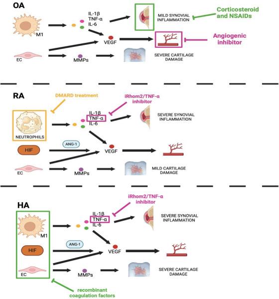 https://cdn.ncbi.nlm.nih.gov/pmc/blobs/9000/11659485/5d9ca2341ef6/HAE-30-1256-g003.jpg