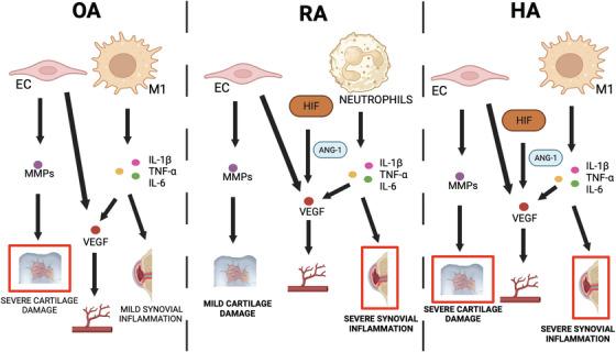 https://cdn.ncbi.nlm.nih.gov/pmc/blobs/9000/11659485/913710bedd20/HAE-30-1256-g002.jpg
