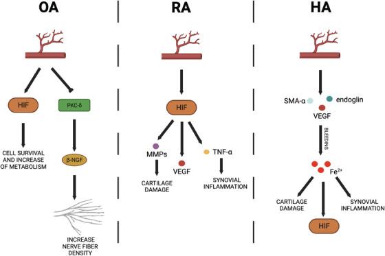 https://cdn.ncbi.nlm.nih.gov/pmc/blobs/9000/11659485/f9371c94be02/HAE-30-1256-g001.jpg