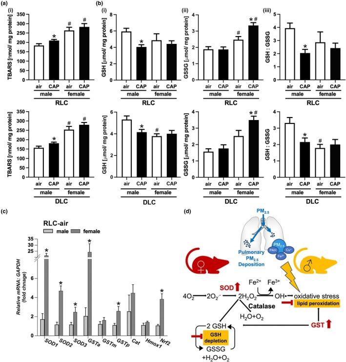 https://cdn.ncbi.nlm.nih.gov/pmc/blobs/9001/12404245/789ce846d8c8/PHY2-13-e70536-g006.jpg