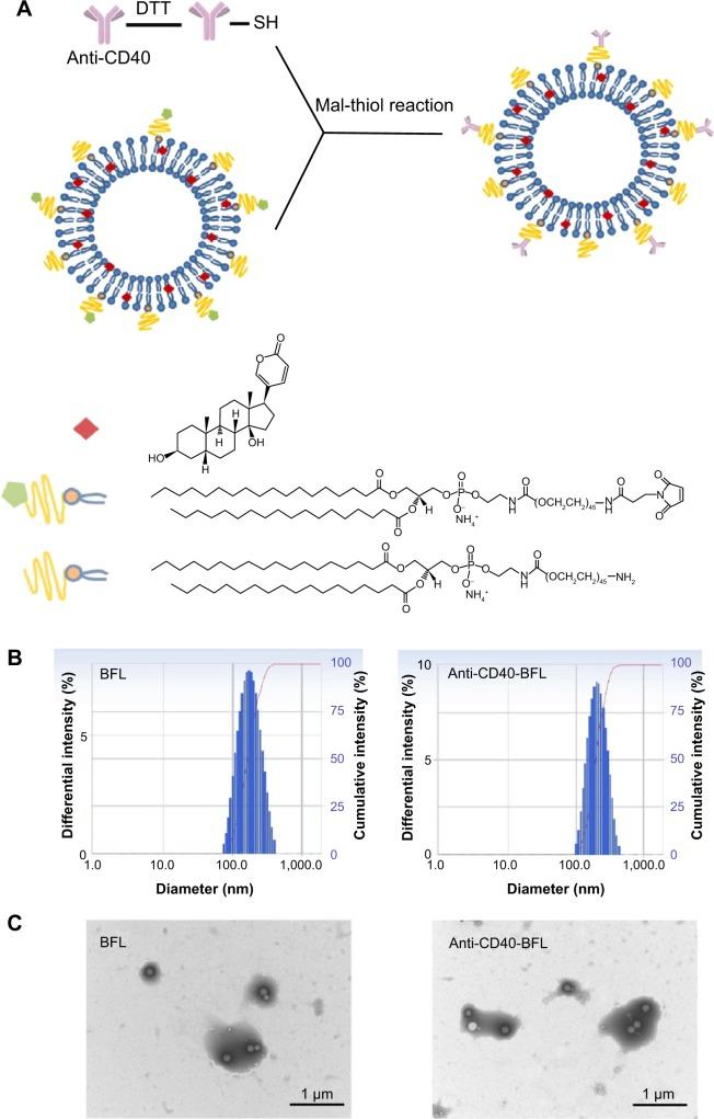 https://cdn.ncbi.nlm.nih.gov/pmc/blobs/9005/4260685/0107f9f932e9/ijn-9-5683Fig1.jpg