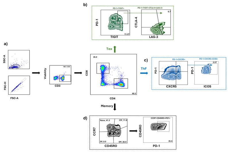 https://cdn.ncbi.nlm.nih.gov/pmc/blobs/9006/11719944/c4aa69c9f168/cells-14-00048-g003.jpg