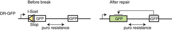 https://cdn.ncbi.nlm.nih.gov/pmc/blobs/900c/3557175/56fbafeb16f1/2041-9414-3-9-3.jpg