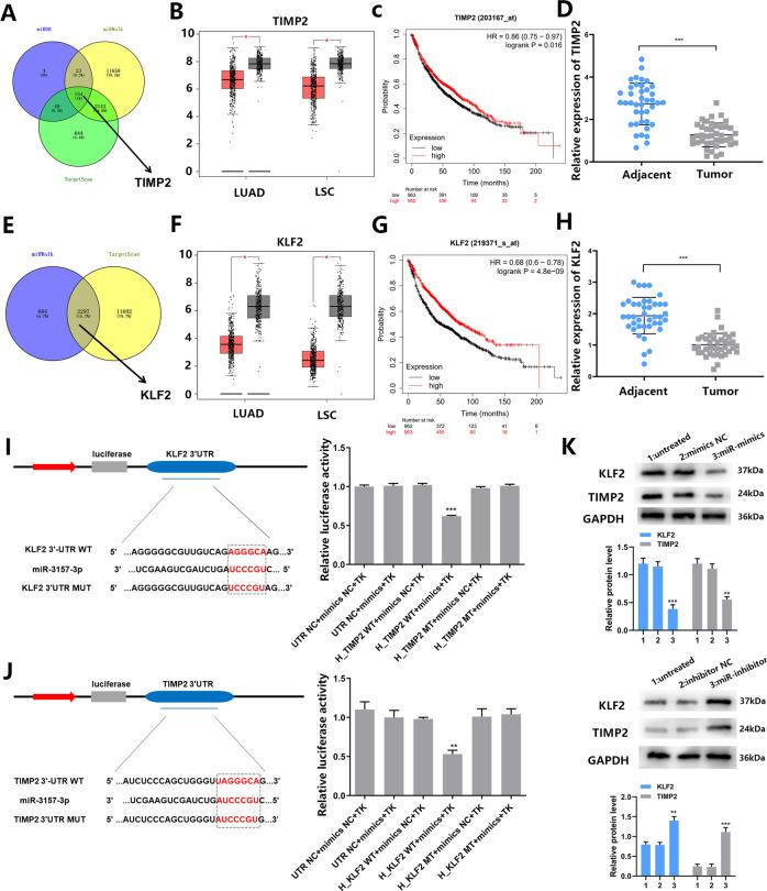 https://cdn.ncbi.nlm.nih.gov/pmc/blobs/900f/8426367/192ecb077469/41419_2021_4037_Fig4_HTML.jpg