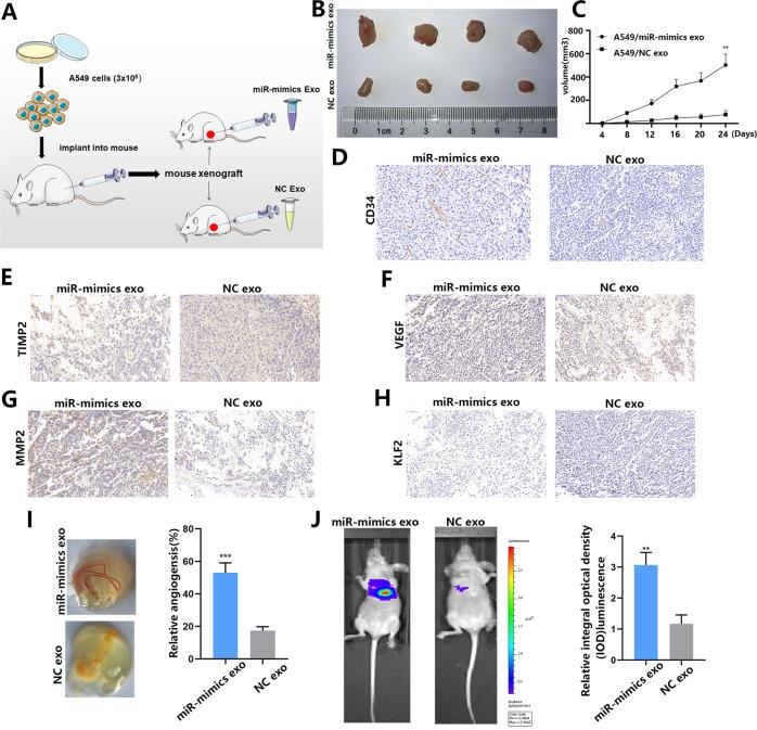 https://cdn.ncbi.nlm.nih.gov/pmc/blobs/900f/8426367/3d0ea936c06b/41419_2021_4037_Fig7_HTML.jpg