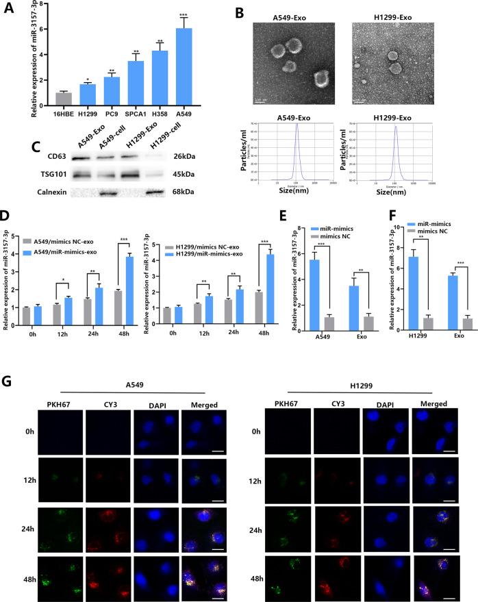 https://cdn.ncbi.nlm.nih.gov/pmc/blobs/900f/8426367/5c5430f38692/41419_2021_4037_Fig2_HTML.jpg