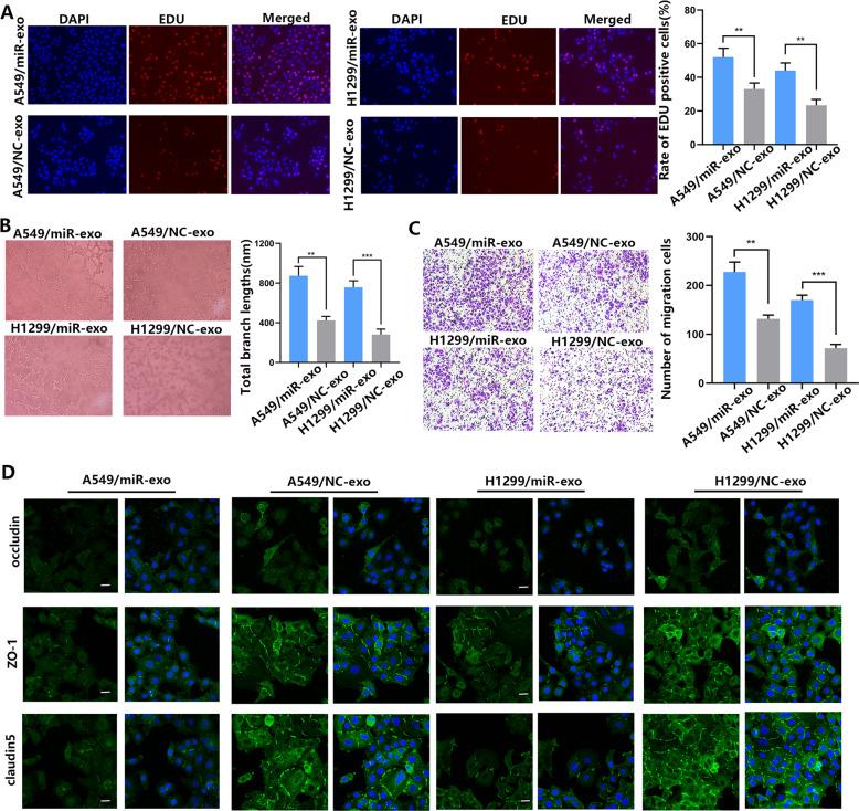 https://cdn.ncbi.nlm.nih.gov/pmc/blobs/900f/8426367/a9540897f5a5/41419_2021_4037_Fig5_HTML.jpg