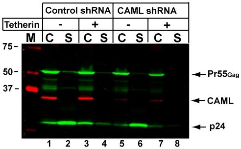 https://cdn.ncbi.nlm.nih.gov/pmc/blobs/9010/2814849/01055a064923/pone.0009005.g002.jpg