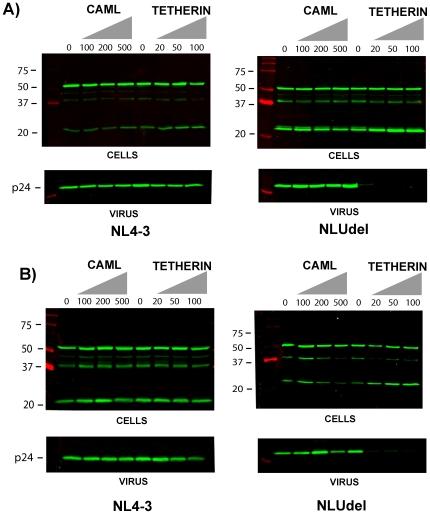 https://cdn.ncbi.nlm.nih.gov/pmc/blobs/9010/2814849/c5252c2d746b/pone.0009005.g003.jpg