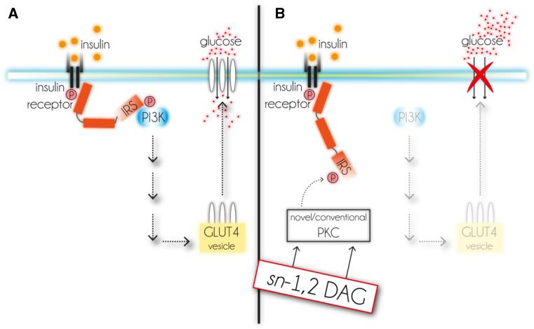 https://cdn.ncbi.nlm.nih.gov/pmc/blobs/9017/11113610/dcc94d5fe578/18_2015_1982_Fig5_HTML.jpg