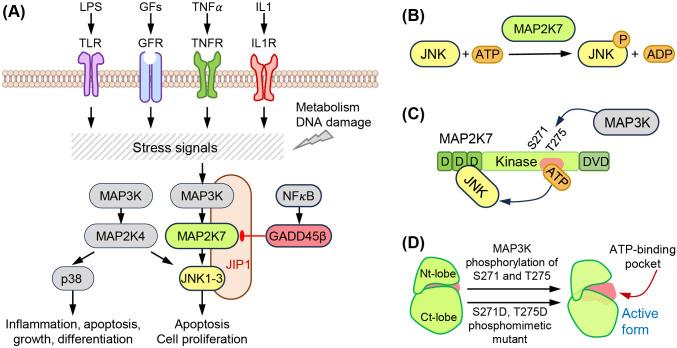 https://cdn.ncbi.nlm.nih.gov/pmc/blobs/901c/11663940/5ba8a13c4cfc/fonc-14-1486756-g001.jpg