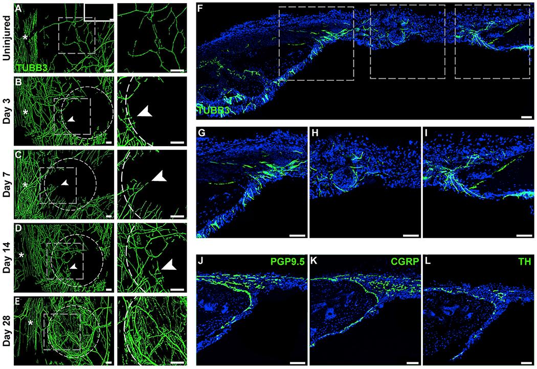 https://cdn.ncbi.nlm.nih.gov/pmc/blobs/901f/7335423/18b232c20d12/nihms-1598120-f0004.jpg