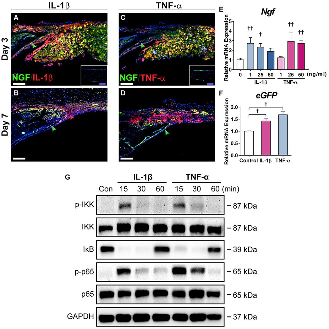 https://cdn.ncbi.nlm.nih.gov/pmc/blobs/901f/7335423/2e0fd0b5bbaf/nihms-1598120-f0003.jpg