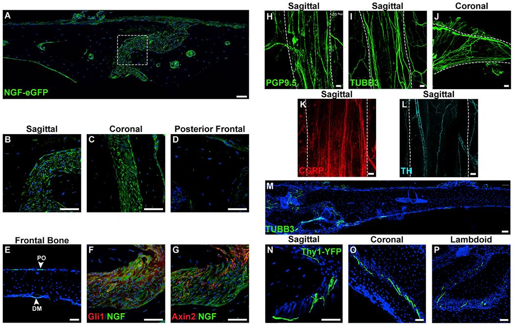 https://cdn.ncbi.nlm.nih.gov/pmc/blobs/901f/7335423/7784b9c5b0d7/nihms-1598120-f0001.jpg