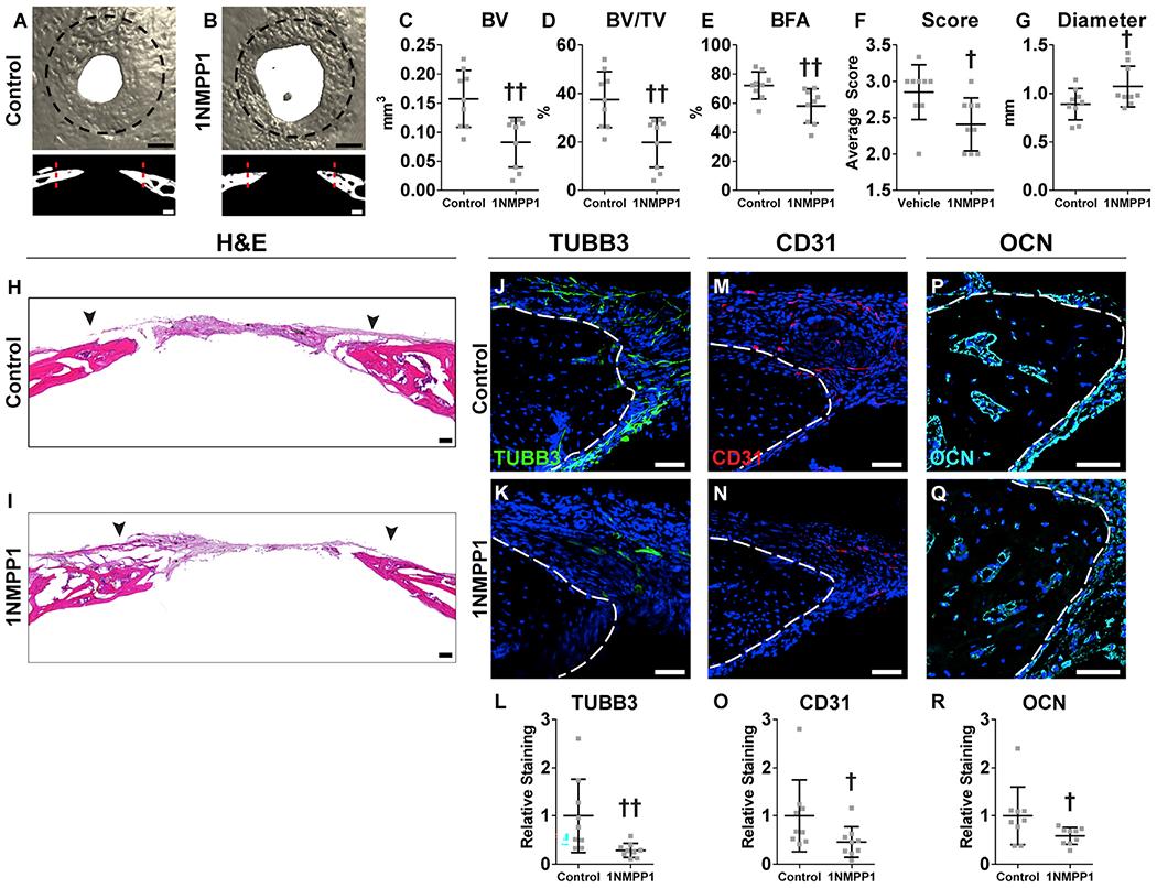 https://cdn.ncbi.nlm.nih.gov/pmc/blobs/901f/7335423/e07488935560/nihms-1598120-f0007.jpg