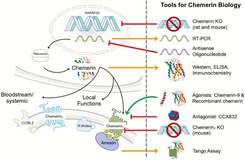 https://cdn.ncbi.nlm.nih.gov/pmc/blobs/901f/7759724/3e07087111c5/hpaa084_fig3.jpg