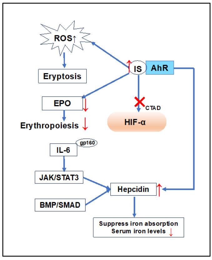 https://cdn.ncbi.nlm.nih.gov/pmc/blobs/9021/11012052/a4189868bcfa/ijms-25-03745-g004.jpg