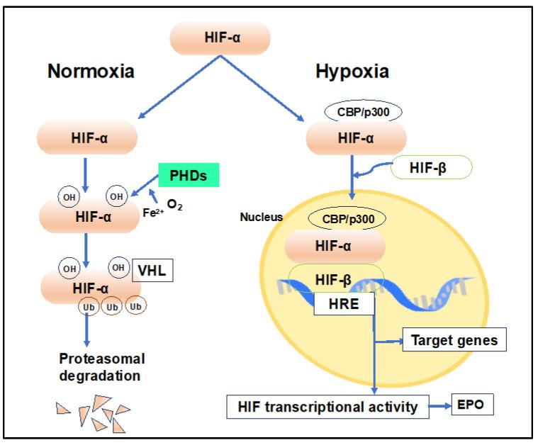 https://cdn.ncbi.nlm.nih.gov/pmc/blobs/9021/11012052/d1b11ca26720/ijms-25-03745-g001.jpg