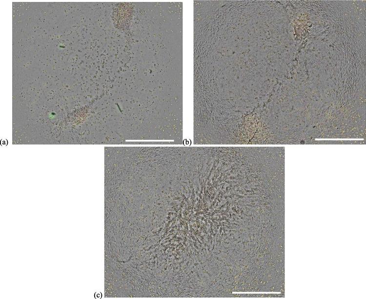 https://cdn.ncbi.nlm.nih.gov/pmc/blobs/9021/12283541/40671b6dc9de/44164_2024_80_Fig9_HTML.jpg